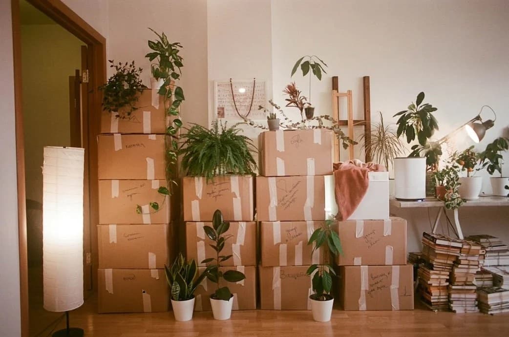 Stacked moving boxes and houseplants in a bright room